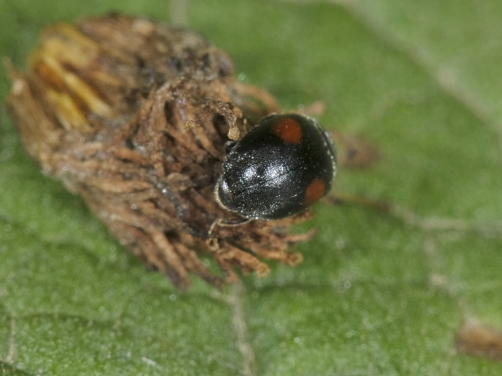 Scymnus sp. (Coccinellidae)